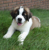 AKC Registered Saint Bernard For Sale Sugarcreek, OH Male- Boris