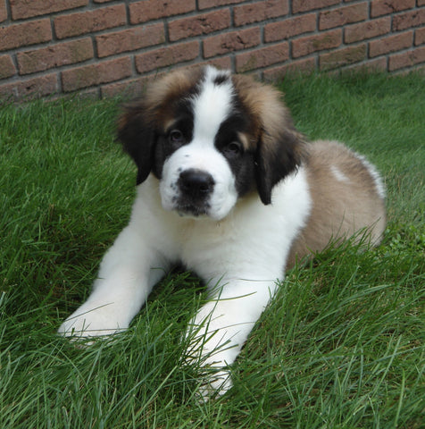 AKC Registered Saint Bernard For Sale Sugarcreek, OH Male- Boris