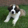 AKC Registered Saint Bernard For Sale Sugarcreek, OH Male- Boris