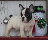 AKC Registered French Bulldog For Sale Millersburg, OH Male- Rocky