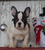AKC Registered French Bulldog For Sale Millersburg, OH Male- Rocky