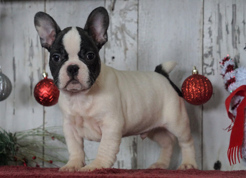 AKC Registered French Bulldog For Sale Millersburg, OH Male- Rocky
