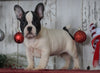 AKC Registered French Bulldog For Sale Millersburg, OH Male- Rocky