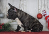 AKC Registered French Bulldog For Sale Millersburg, OH Male- Cooper