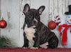 AKC Registered French Bulldog For Sale Millersburg, OH Male- Cooper