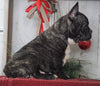 AKC Registered French Bulldog For Sale Millersburg, OH Male- Cooper