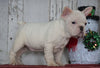 AKC Registered French Bulldog For Sale Millersburg, OH Male- Dakota