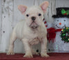 AKC Registered French Bulldog For Sale Millersburg, OH Male- Dakota