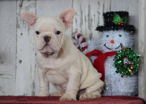 AKC Registered French Bulldog For Sale Millersburg, OH Male- Dakota