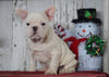 AKC Registered French Bulldog For Sale Millersburg, OH Male- Dakota