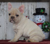 AKC Registered French Bulldog For Sale Millersburg, OH Male- Joel