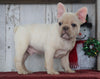 AKC Registered French Bulldog For Sale Millersburg, OH Male- Joel