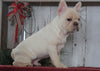 AKC Registered French Bulldog For Sale Millersburg, OH Male- Joel