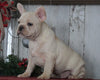 AKC Registered French Bulldog For Sale Millersburg, OH Male- Baxter