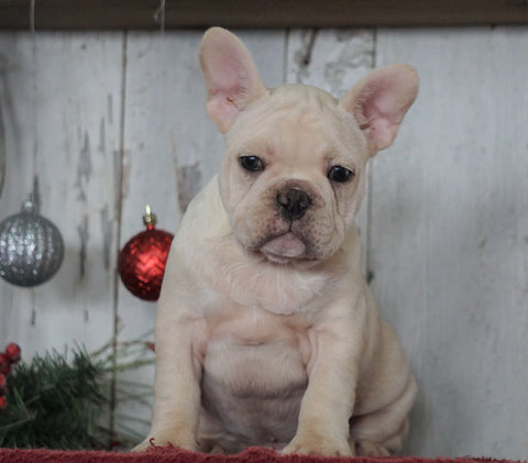 AKC Registered French Bulldog For Sale Millersburg, OH Male- Baxter