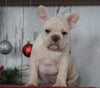 AKC Registered French Bulldog For Sale Millersburg, OH Male- Baxter