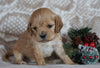 Cockapoo For Sale Applecreek, OH Female- Goldie