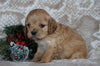 Cockapoo For Sale Applecreek, OH Female- Goldie