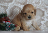 Cockapoo For Sale Applecreek, OH Female- Goldie
