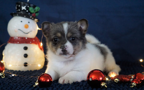 Pomeranian Mix For Sale Millersburg, OH Male- Mason