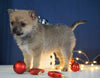 Pomeranian Mix For Sale Millersburg, OH Female- Marley