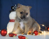Pomeranian Mix For Sale Millersburg, OH Female- Marley