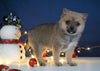 Pomeranian Mix For Sale Millersburg, OH Female- Marley
