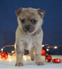 Pomeranian Mix For Sale Millersburg, OH Male- Maverick