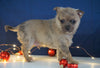 Pomeranian Mix For Sale Millersburg, OH Male- Maverick
