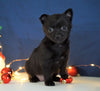Pomeranian Mix For Sale Millersburg, OH Female- Monica