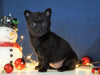 Pomeranian Mix For Sale Millersburg, OH Female- Monica