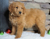 F1B Goldendoodle (Standard) For Sale Fredericksburg, OH Male- Barron
