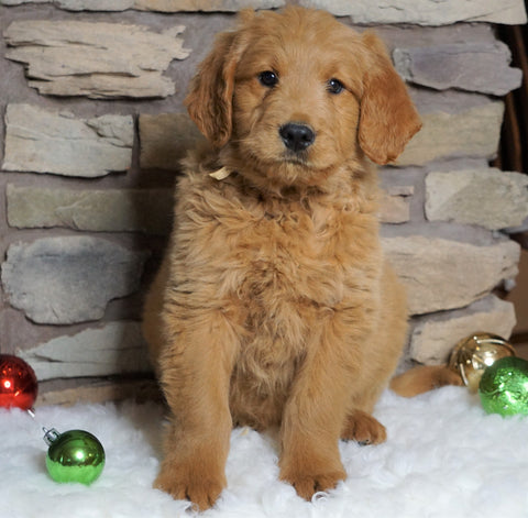 F1B Goldendoodle (Standard) For Sale Fredericksburg, OH Male- Barron