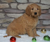 F1B Goldendoodle (Standard) For Sale Fredericksburg, OH Female- Daisy