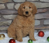 F1B Goldendoodle (Standard) For Sale Fredericksburg, OH Female- Daisy