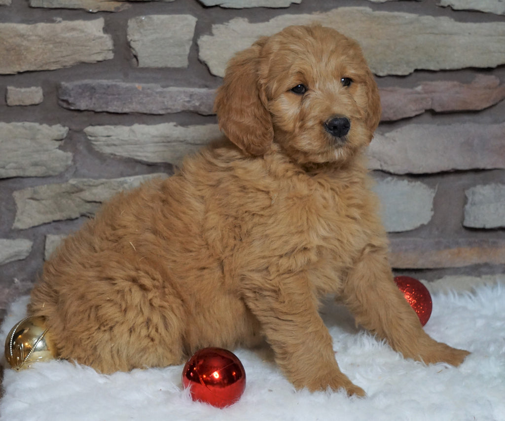 F1B Goldendoodle (Standard) For Sale Fredericksburg, OH Female Noel