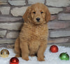F1B Goldendoodle (Standard) For Sale Fredericksburg, OH Female- Holly
