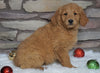 F1B Goldendoodle (Standard) For Sale Fredericksburg, OH Female- Holly