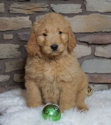 F1B Goldendoodle (Standard) For Sale Fredericksburg, OH Female- Belle