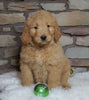 F1B Goldendoodle (Standard) For Sale Fredericksburg, OH Female- Belle