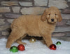 F1B Goldendoodle (Standard) For Sale Fredericksburg, OH Female- Belle