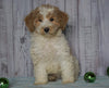Moyen Poodle For Sale Wooster, OH Male- Omar