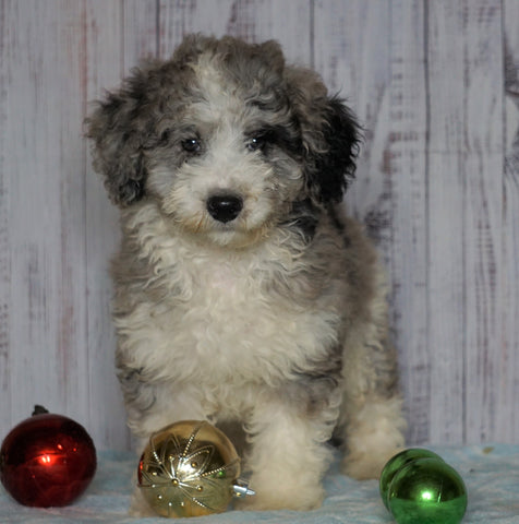 Moyen Poodle For Sale Wooster, OH Male- Oliver