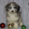 Moyen Poodle For Sale Wooster, OH Male- Oliver