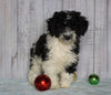 Moyen Poodle For Sale Wooster, OH Male- Oscar