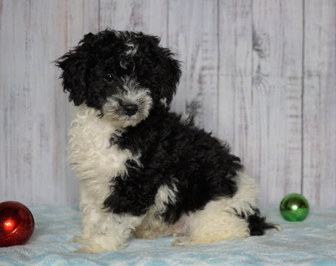 Moyen Poodle For Sale Wooster, OH Male- Oscar