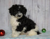Moyen Poodle For Sale Wooster, OH Male- Oscar