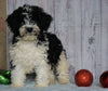 Moyen Poodle For Sale Wooster, OH Male- Otis