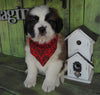 AKC Registered Saint Bernard For Sale Sugarcreek OH Female-Piper