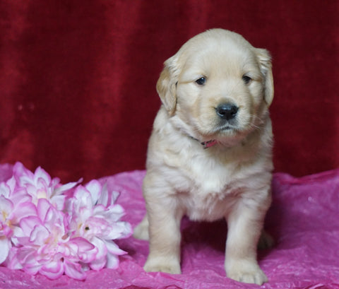 AKC Registered Golden Retriever For Sale Fredericksburg, OH Female- Morgan